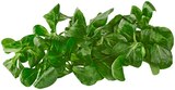 Bio Feldsalat im Angebot bei REWE in Jena Bio Feldsalat Angebote von REWE Bio bei REWE Jena für 1,19 €