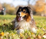 10% RABATT Angebot im Pflanzen Kölle Prospekt 10% RABATT im Pflanzen Kölle Prospekt zum Preis von