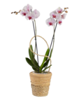 Orchidée led en promo chez Lidl Colombes à 16,99 €