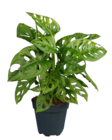Monstera Monkey Leaf bei Lidl im Prospekt "" für 3,99 €