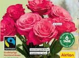 Großköpfige Hochland Rosen von Fairtrade im aktuellen Netto Marken-Discount Prospekt für 4,99 €