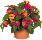 Aktuelle Pflanzen Angebote bei Netto Marken-Discount in Würzburg Aktuelles Zierpflanze Angebot bei Netto Marken-Discount in Würzburg ab 8,99 €