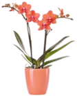 Aktuelle Zimmerpflanzen Angebote bei Kaufland in Köln Aktuelles Orchidee im Keramik-Übertopf Angebot bei Kaufland in Köln ab 10,99 €