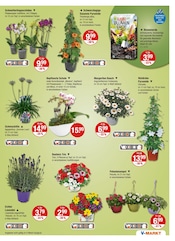 Aktueller V-Markt Prospekt mit Blumen, "V-Markt einfach besser einkaufen", Seite 17