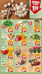 Pastinake Angebot im aktuellen REWE Prospekt auf Seite 11