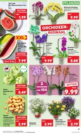Aktueller Kaufland Prospekt mit Blumen, "Aktuelle Angebote", Seite 25