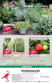 Aktueller Kiebitzmarkt Prospekt mit Erdbeeren, "Unsere Marke - dein Preisvorteil!", Seite 12
