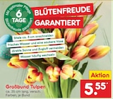 Großbund Tulpen Angebote bei Netto Marken-Discount Neustadt für 5,55 €