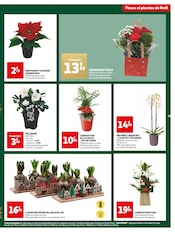 Plantes Angebote im Prospekt "Fêtons Noël" von Auchan Hypermarché auf Seite 19