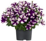 Pétunia - Lidl à Versailles Pétunia en promo chez Lidl Versailles à 1,75 €