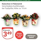 Aktuelle Blumen Angebote bei GLOBUS in Oberhausen Aktuelles Kalanchoe in Pilzkeramik Angebot bei GLOBUS in Oberhausen ab 3,49 €