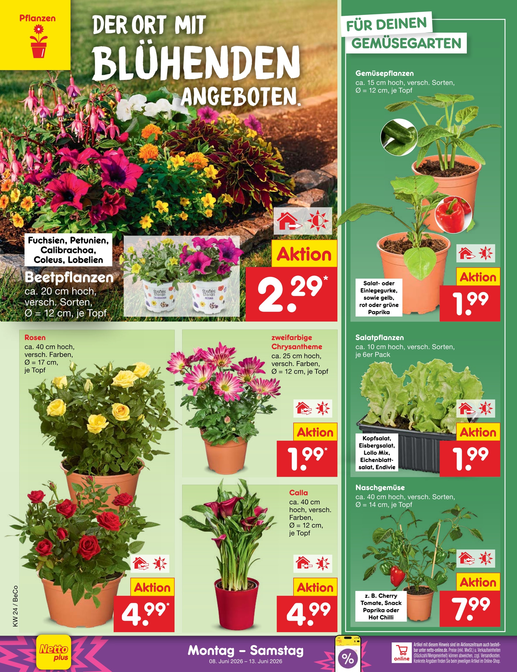 Netto Marken-Discount Pflanzen Angebot  Finde den Preis im aktuellen  Prospekt