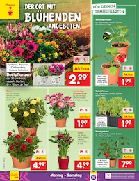 Gemüsepflanzen Angebot im aktuellen Netto Marken-Discount Prospekt auf Seite 14
