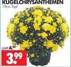 Kugelchrysanthemen bei Wreesmann im Prospekt "" für 3,99 €