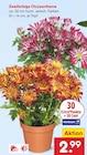 Aktuelle Chrysantheme Angebote bei Netto Marken-Discount in Nürnberg Aktuelles Zweifarbige Chrysantheme Angebot bei Netto Marken-Discount in Nürnberg ab 2,99 €