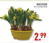 Aktuelles Narzissen Angebot bei Marktkauf in Düsseldorf ab 2,99 €