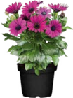 Kapkörbchen (Osteospermum) im Globus-Baumarkt Prospekt Kapkörbchen (Osteospermum) von im aktuellen Globus-Baumarkt Prospekt für 1,99 €