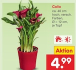 Calla im aktuellen Netto Marken-Discount Prospekt