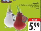 Amaryllis im Angebot bei EDEKA in Gera Amaryllis Angebote bei EDEKA Gera für 5,99 €