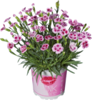 Œillet 'Pink kisses' en promo chez Lidl Rosny-sous-Bois à 2,39 €