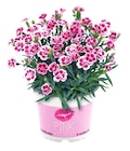Nelke Pink Kisses Angebote bei REWE Gotha für 2,29 €