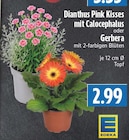 Dianthus Pink Kisses mit Calocephalus bei EDEKA im Hohenahr Prospekt für 2,99 €