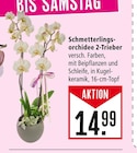 Marktkauf Friedrichshafen - Schmetterlingsorchidee 2-Trieber Angebot im Prospekt Schmetterlingsorchidee 2-Trieber bei Marktkauf im Friedrichshafen Prospekt für 14,99 €