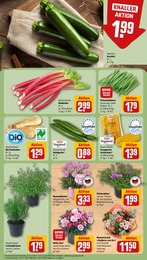 REWE Kräuter im Prospekt 