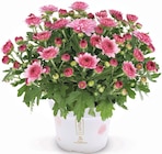 Hagebaumarkt Brunsbüttel - Chrysantheme Angebot im Prospekt Chrysantheme bei Hagebaumarkt im Brunsbüttel Prospekt für 1,99 €