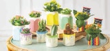 MIXTE KALANCHOE CACTUS - U Express à Poitiers MIXTE KALANCHOE CACTUS en promo chez U Express Poitiers à 9,98 €