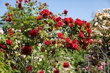 BBM Baumarkt Achim - Kletterrose Angebot im Prospekt Kletterrose bei BBM Baumarkt im Achim Prospekt für 24,99 €