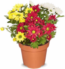 Aktuelle Blumen Angebote bei Netto Marken-Discount in Hamburg Aktuelles Chrysantheme Angebot bei Netto Marken-Discount in Hamburg ab 1,99 €