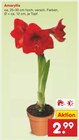 Amaryllis im Angebot bei Netto Marken-Discount in Wesel Amaryllis Angebote bei Netto Marken-Discount Wesel für 2,99 €