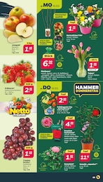 Garten im Netto mit dem Scottie Prospekt Günstig. Besser. Für Dich. auf S. 3