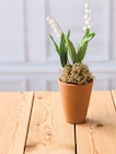 Muguet 2 Griffes - Les Produits U en promo chez Super U Roubaix à 3,91 €