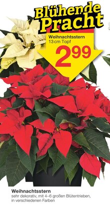 Weihnachtsstern bei Jawoll in Bremen Weihnachtsstern im Angebot bei Jawoll Bremen für 2,99 €