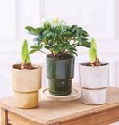 Amaryllis ou hellebore en promo à 7,99 € chez Hyper U Amaryllis ou hellebore dans le catalogue Hyper U