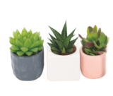 Ma Jardinerie Illzach - Promo Succulente Cache-pot Promo Succulente Cache-pot à 4,99 € dans le catalogue Ma Jardinerie à Illzach