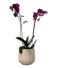 Orchideen 2 Risper Angebote bei EDEKA Rostock für 9,99 €