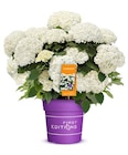 Schneeballhortensie 'FlowerWOW' im Angebot bei Hagebaumarkt in Mettmann Schneeballhortensie 'FlowerWOW' Angebote von First Editions bei Hagebaumarkt Mettmann für 12,99 €