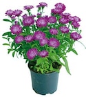 Herbst-Aster Angebot in Karsbach Herbst-Aster im aktuellen Prospekt bei BayWa Bau- und Gartenmärkte in Karsbach