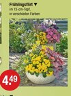 Frühlingsflirt von  im aktuellen V-Markt Prospekt für 4,49 €