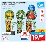 Engelstrompete, Brugmansia im Netto Marken-Discount Prospekt Engelstrompete, Brugmansia von im aktuellen Netto Marken-Discount Prospekt fĂŒr 6,66 âŹ