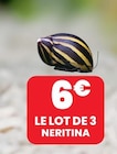 LE LOT DE 3 NERITINA dans le catalogue Animalis