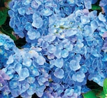 Hortensia - LaMaison.fr à Caen Hortensia en promo chez LaMaison.fr Caen à 4,95 €
