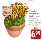EDEKA Weissach - Stauden Mix Herbstfest Angebot im Prospekt Stauden Mix Herbstfest bei EDEKA im Weissach Prospekt für 6,99 €