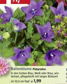 Ballonblume Platycodon bei BAUHAUS in Augsburg Ballonblume Platycodon im Angebot bei BAUHAUS Augsburg für 1,99 €