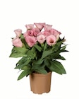 Aktuelles Eustoma Angebot bei Lidl in Mannheim ab 2,49 €