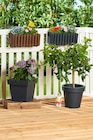 Penny - Blumenkasten oder Blumenkübel Lofty Angebot im Prospekt Blumenkasten oder Blumenkübel Lofty bei Penny im Prospekt "" für 4,99 €
