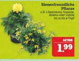 Bienenfreundliche Pflanze im Angebot bei Marktkauf in Schweinfurt Bienenfreundliche Pflanze Angebote bei Marktkauf Schweinfurt für 1,99 €